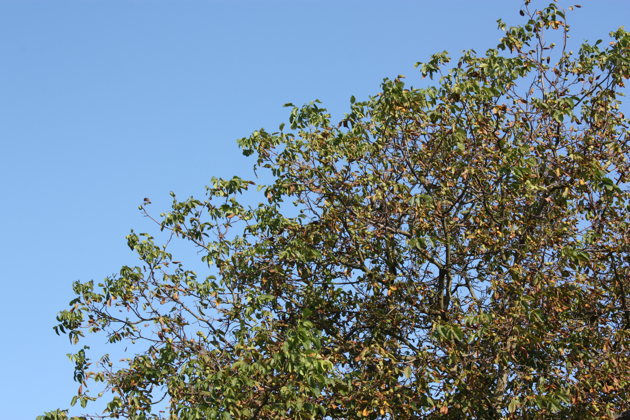 Walnut tree